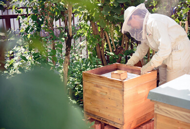 Bienenwanderung – Imker bei der Arbeit