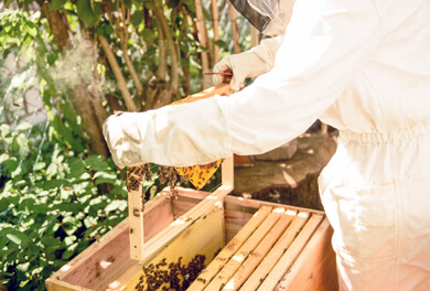 Bienenwanderung – Imker nimmt Wabe in die Hände