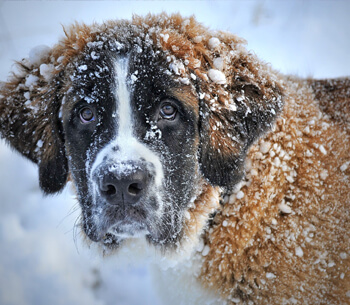 Winterurlaub in Garmisch-Partenkirchen – Hund im Schnee